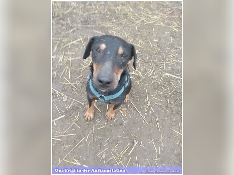 FRIZI, lieber Hundeopi sucht ein Zuhause für immer 