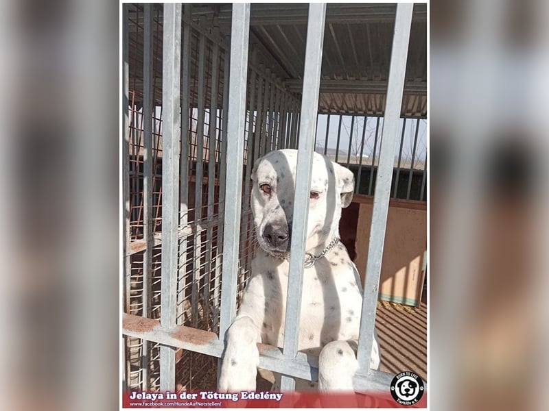 JELAYA, megaliebe Maus. Darf NICHT nach Deutschland, da Listen-Mix