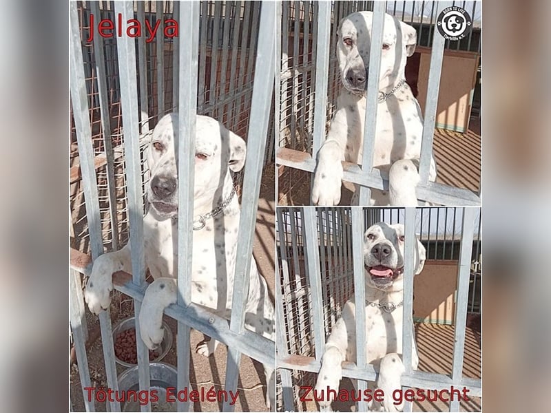 JELAYA, megaliebe Maus. Darf NICHT nach Deutschland, da Listen-Mix