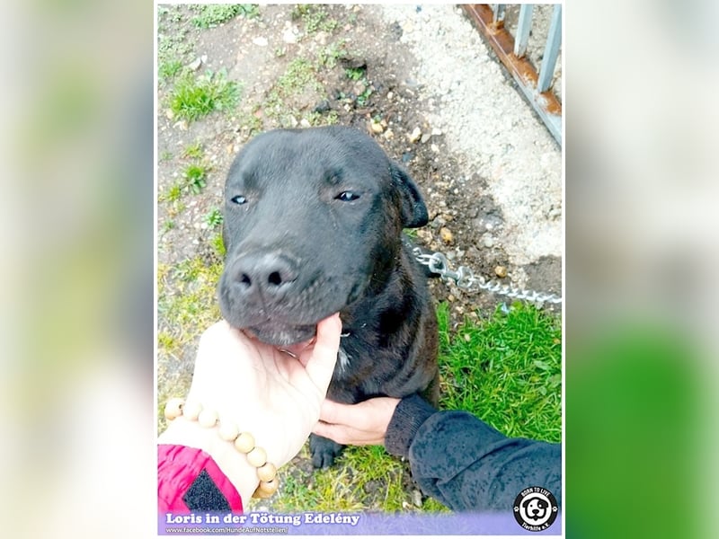 LORIS, vom Besitzer einfach entsorgt. Darf nicht nach Deutschland, da Listenmix