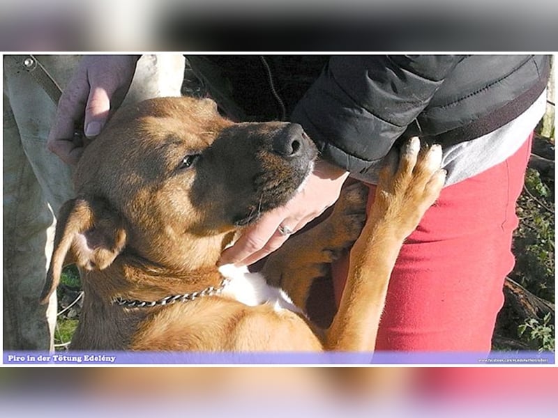 PIRO, Traumbub. Da Listenmix darf er NICHT nach Deutschland