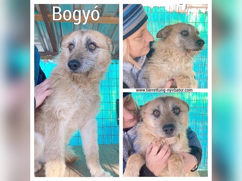 BOGYO, ganz armer Tropf. Sucht so dringend ein Zuhause