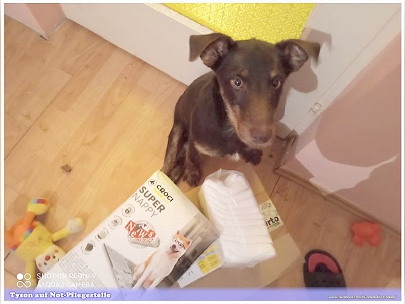 TYSON, der Kämpfer. Leider mit Handicap. Sucht Menschen mit viel Herz und Erfahrung