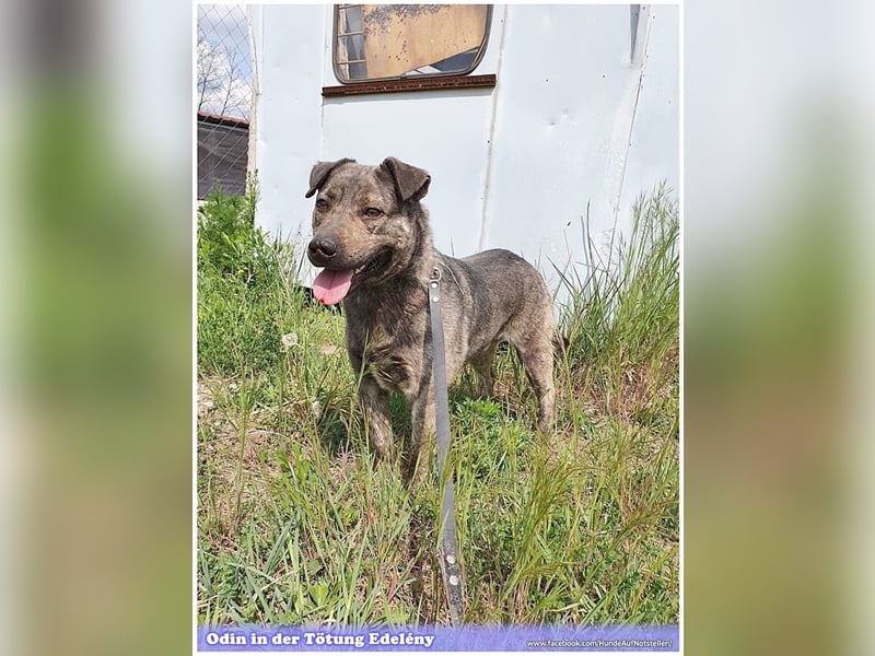 ODIN, sucht erfahrene Menschen