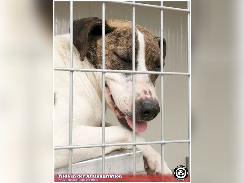 TILDA, liebevolle Maus, ging duch die Hölle. Darf nicht nach Deutschland, da Listen-Mix