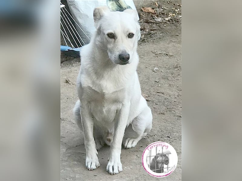 ROGER, wartet schon so lange auf ein Zuhause. Sucht Menschen mit viel Liebe  und Geduld