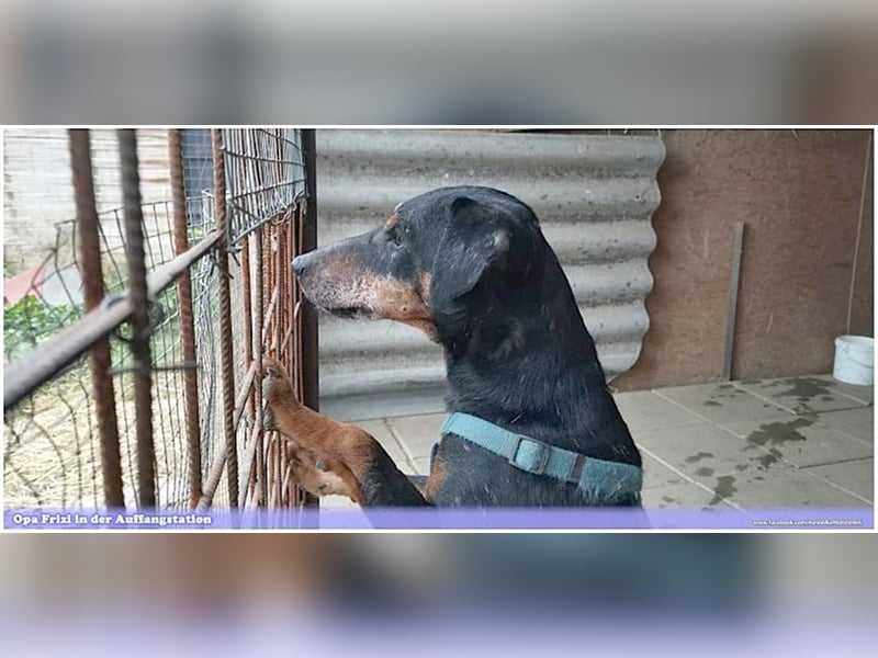 FRIZI, lieber Hundeopi sucht ein Zuhause für immer 