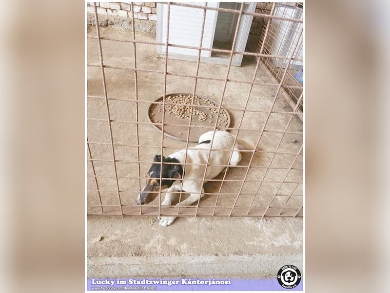 LUCKY, ganz amer Tropf. Sucht dringend ein Zuhause