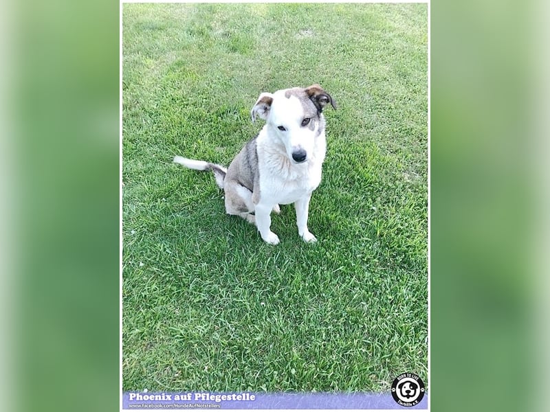 PHOENIX,  sucht erfahrene Halter. Bereits in Deutschland auf Pflegestelle