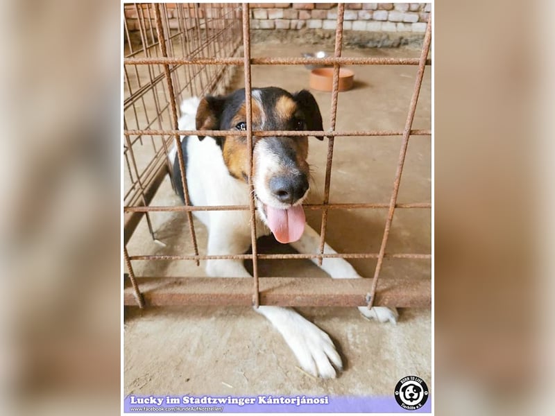 LUCKY, ganz amer Tropf. Sucht dringend ein Zuhause