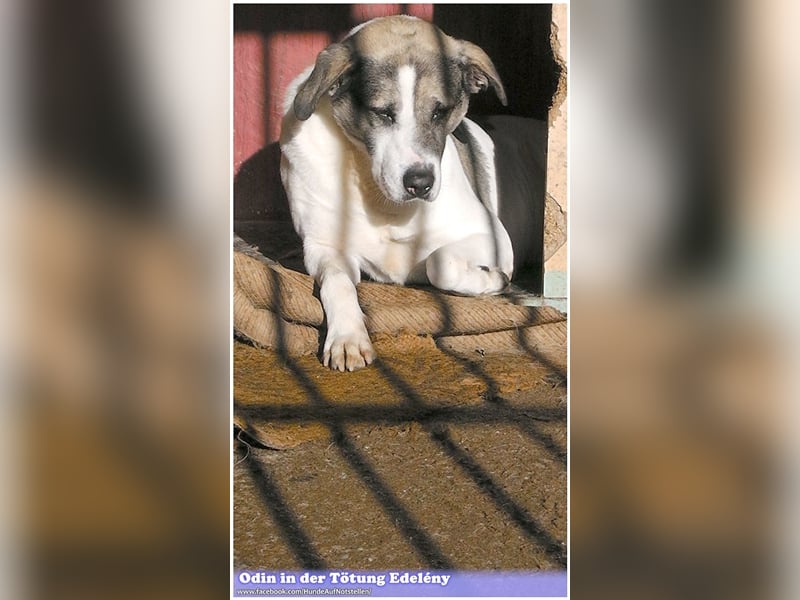 ODIN, wann findet er endlich sein Glück? Sucht erfahrene Menschen