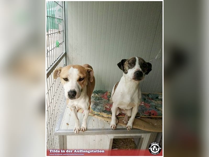 TILDA, liebevolle Maus, ging duch die Hölle. Darf nicht nach Deutschland, da Listen-Mix