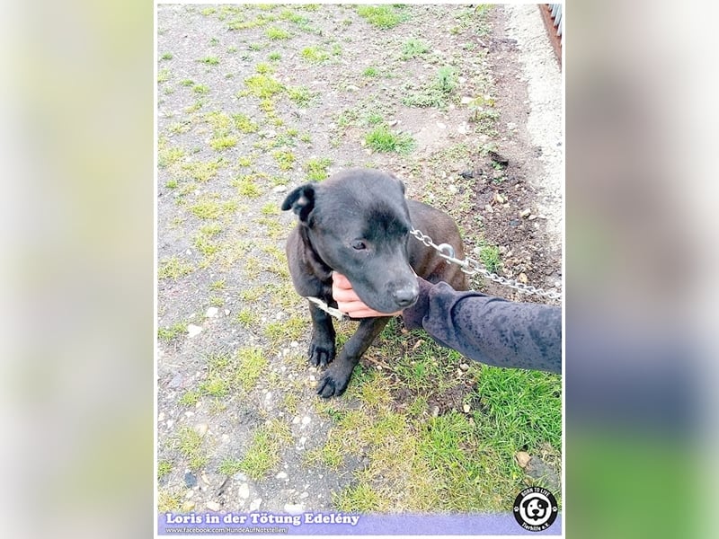 LORIS, vom Besitzer einfach entsorgt. Darf nicht nach Deutschland, da Listenmix