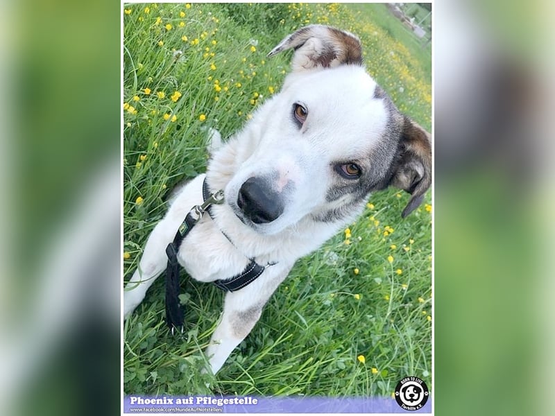 PHOENIX,  sucht erfahrene Halter. Bereits in Deutschland auf Pflegestelle