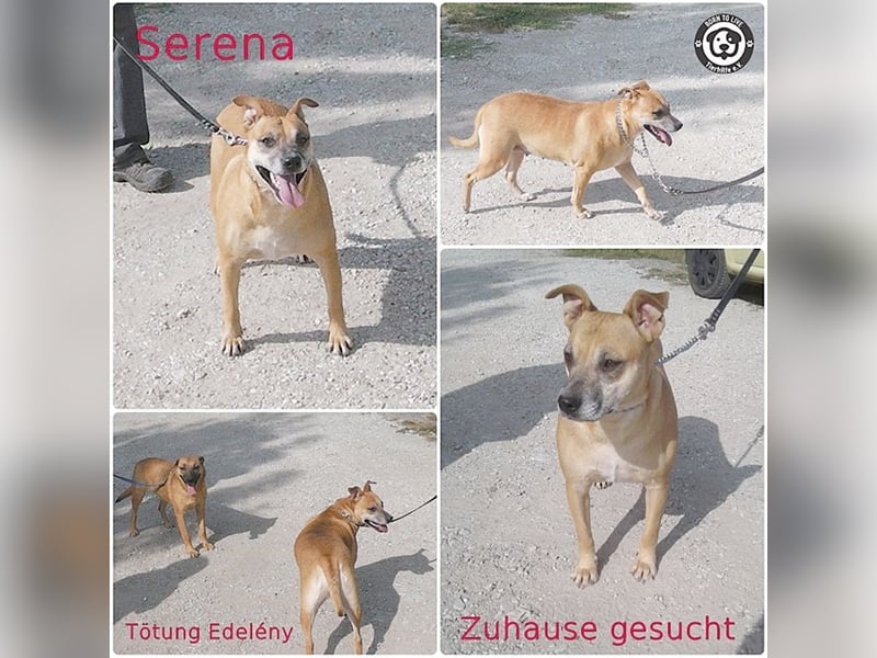 SERENA, eine Traummaus