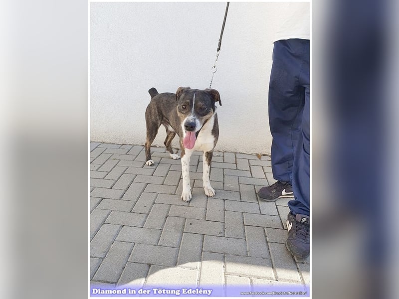 DIAMOND, sucht Menschen mit Erfahrung