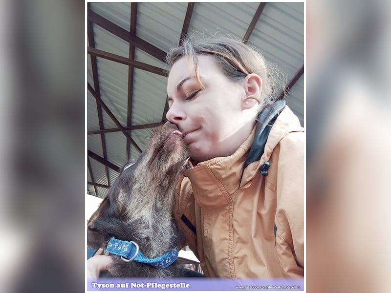 TYSON, der Kämpfer. Leider mit Handicap. Sucht Menschen mit viel Herz und Erfahrung