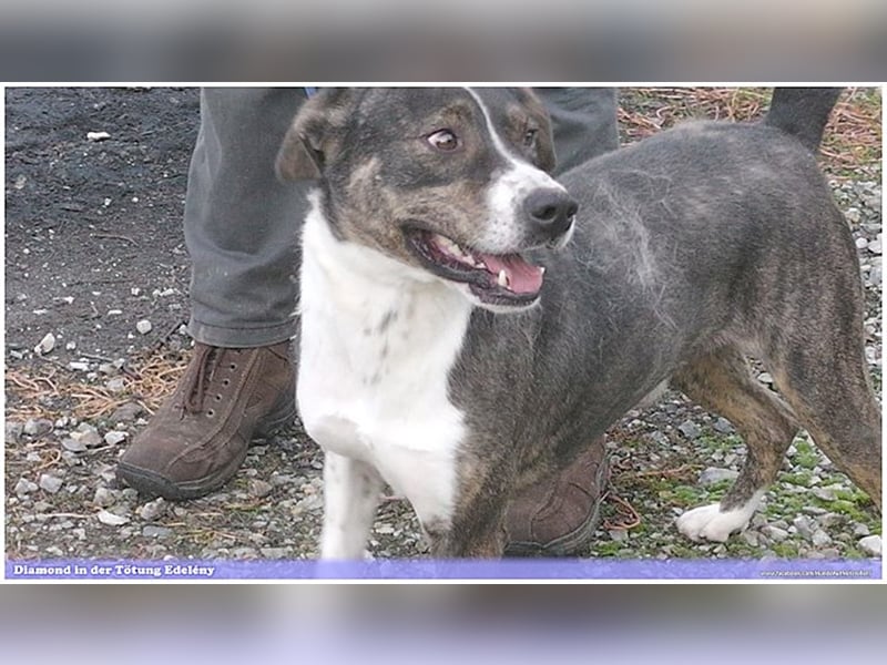 DIAMOND, sucht Menschen mit Erfahrung