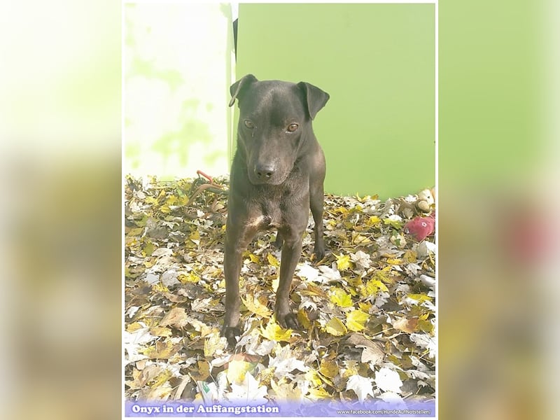 ONYX, ein Traumhund. Da Listenmix darf er nicht nach Deutschland