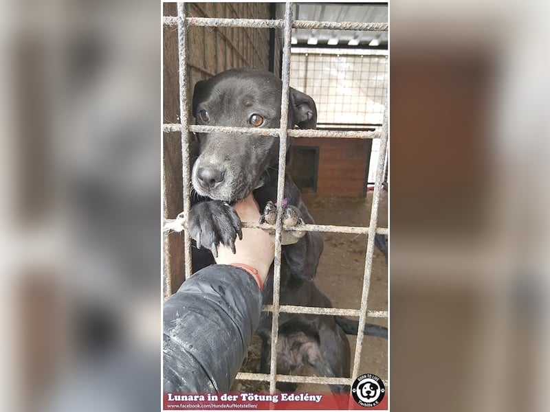 LUNARA, bildhübsche schwarze Maus. NOTFALL