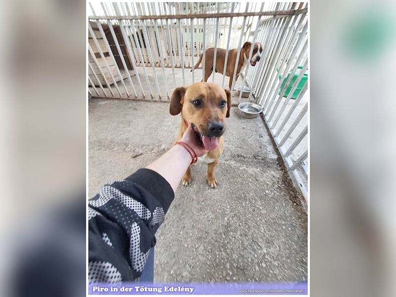 PIRO, Traumbub. Da Listenmix darf er NICHT nach Deutschland