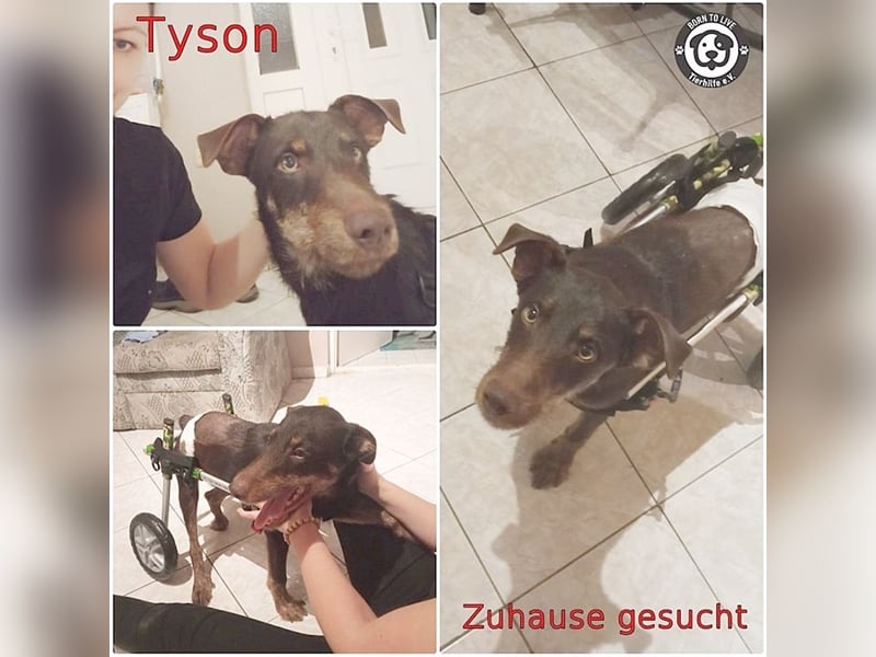 TYSON, der Kämpfer. Leider mit Handicap. Sucht Menschen mit viel Herz und Erfahrung