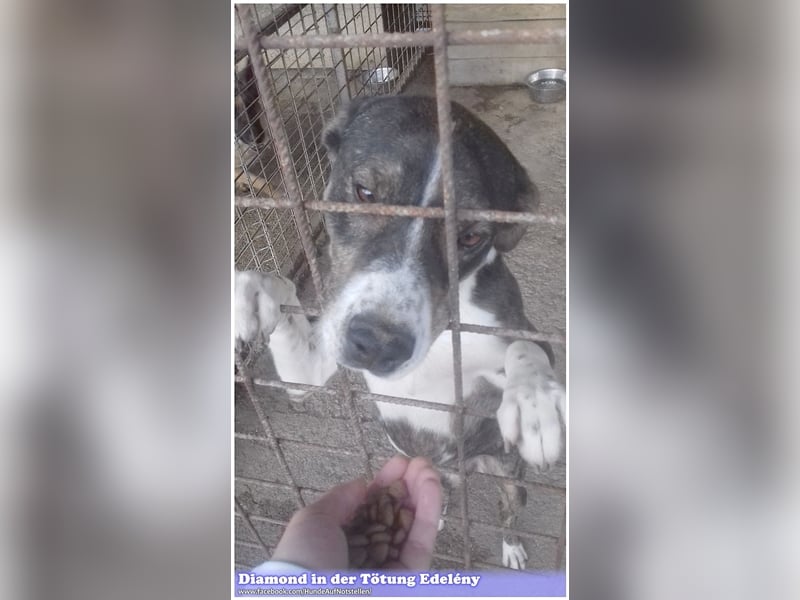 DIAMOND, sucht Menschen mit Erfahrung