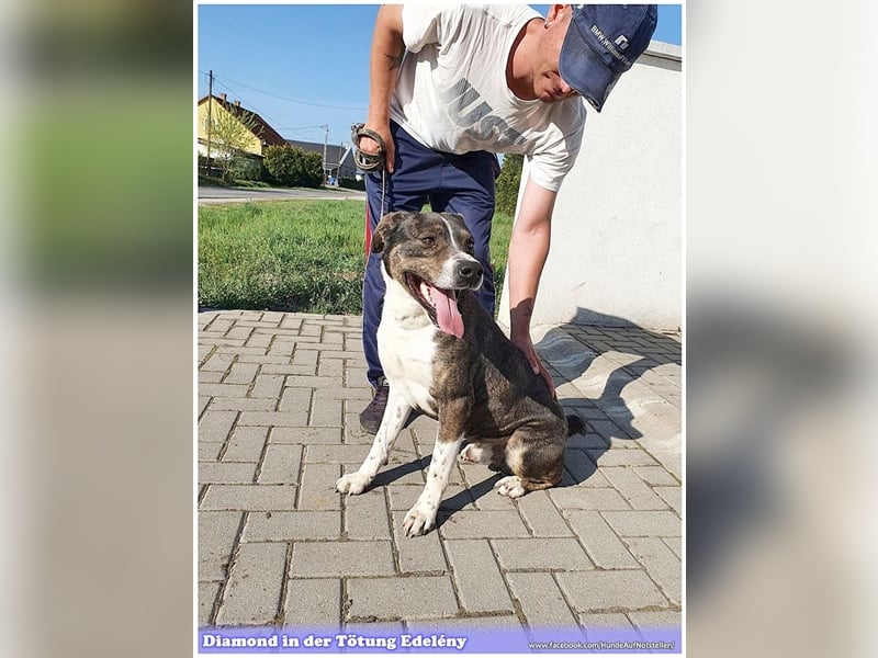 DIAMOND, sucht Menschen mit Erfahrung