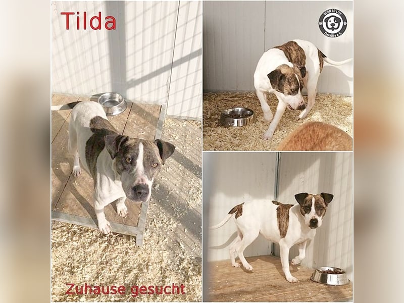 TILDA, liebevolle Maus, ging duch die Hölle. Darf nicht nach Deutschland, da Listen-Mix