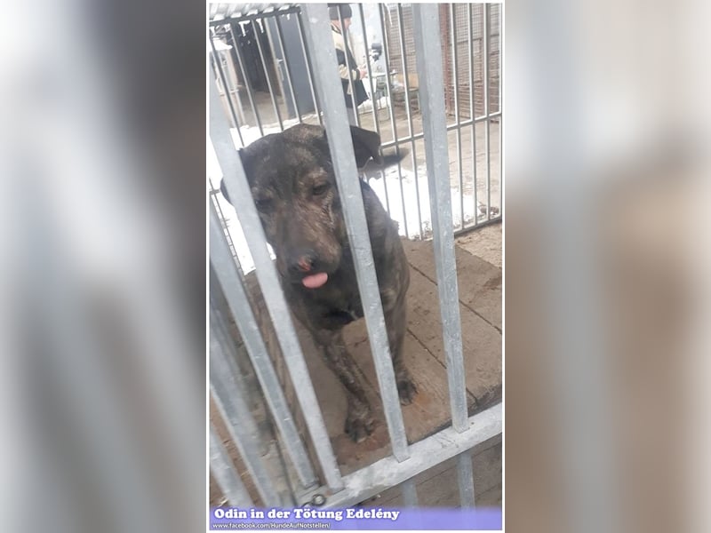 ODIN, sucht erfahrene Menschen