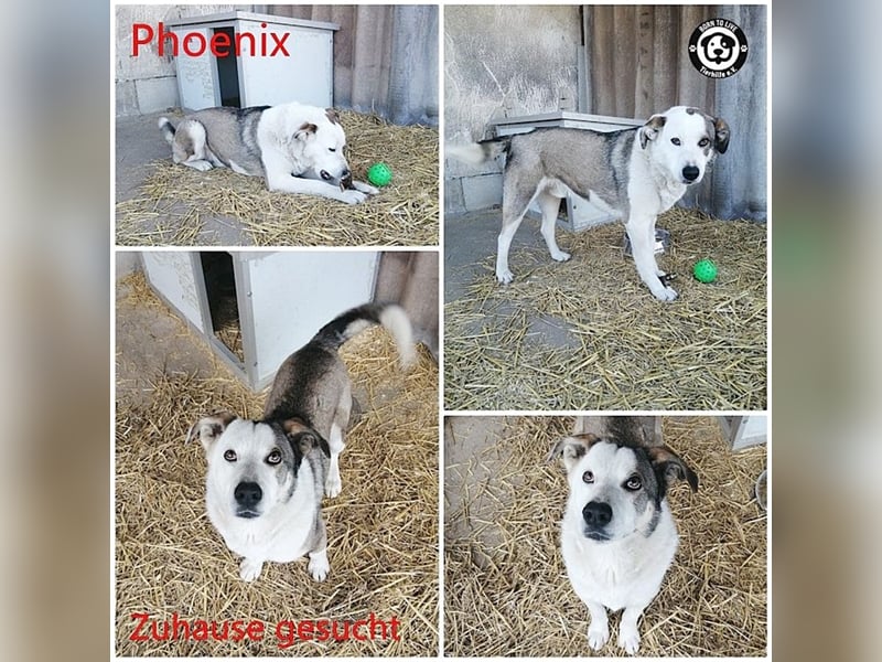 PHOENIX,  sucht erfahrene Halter. Bereits in Deutschland auf Pflegestelle