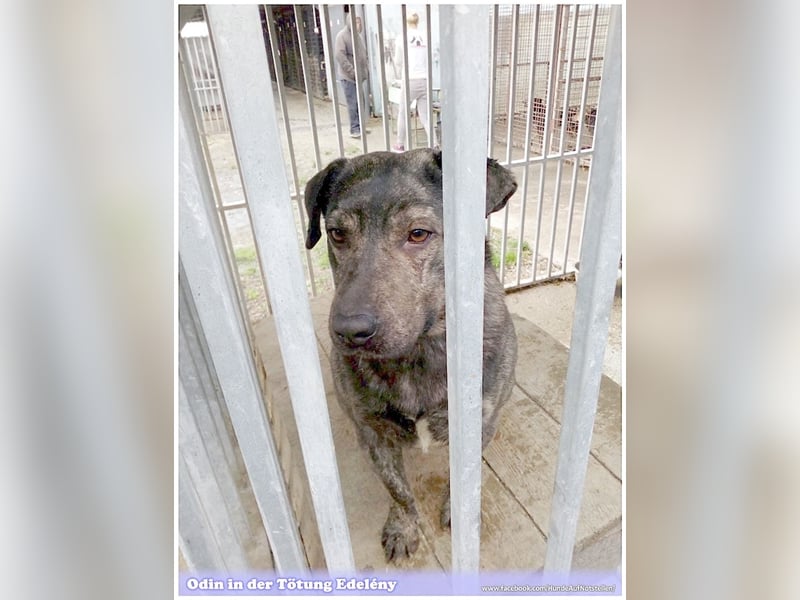 ODIN, sucht erfahrene Menschen