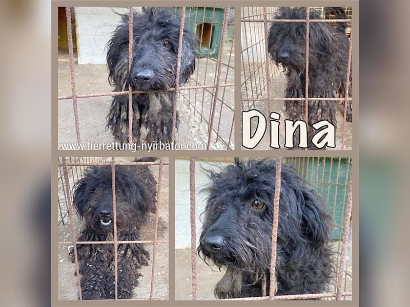 DINA, megaliebe Maus