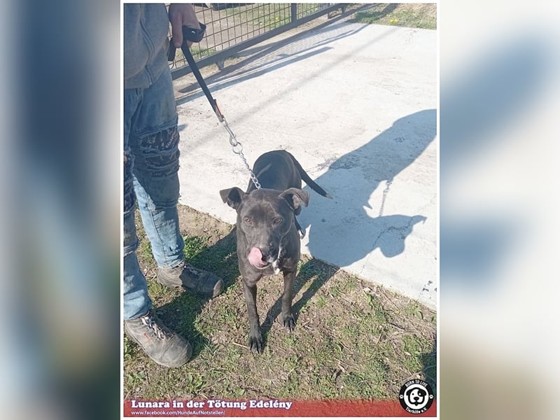 LUNARA, bildhübsche schwarze Maus. NOTFALL