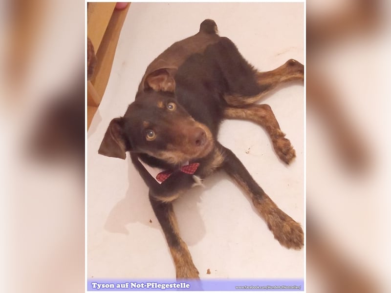 TYSON, der Kämpfer. Leider mit Handicap. Sucht Menschen mit viel Herz und Erfahrung