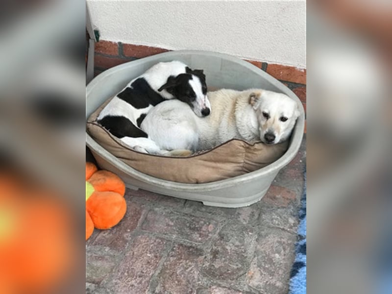 ROGER, wartet schon so lange auf ein Zuhause. Sucht Menschen mit viel Liebe  und Geduld