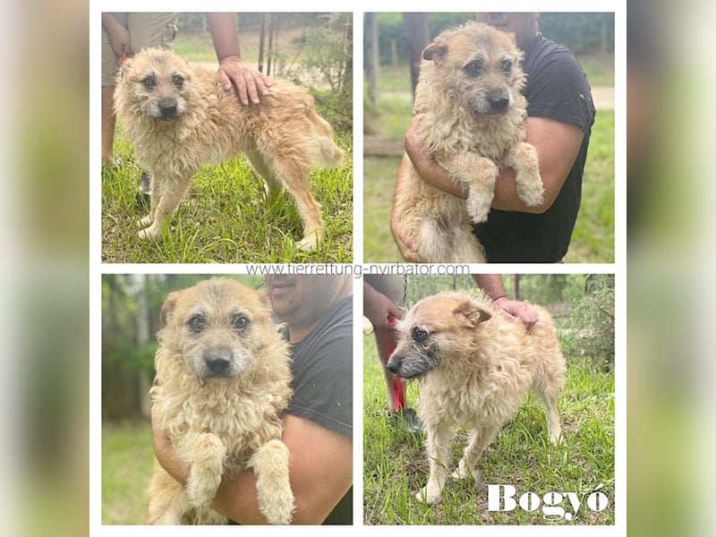 BOGYO, ganz armer Tropf. Sucht so dringend ein Zuhause