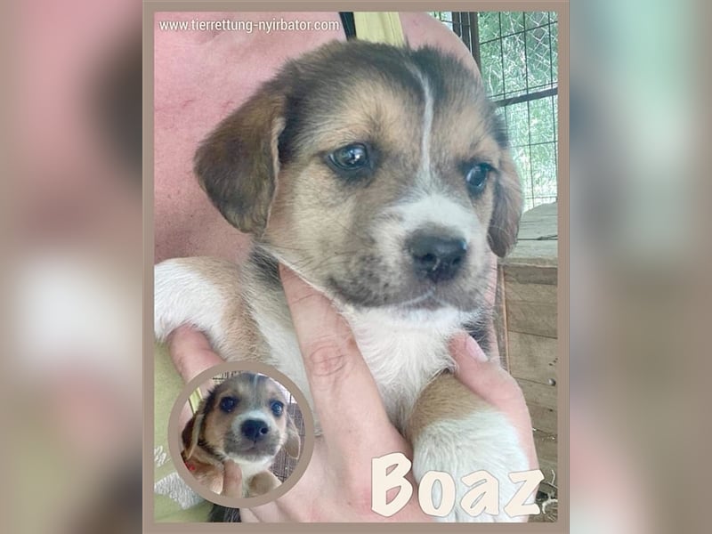 BOAZ, zuckersüsser Fratz