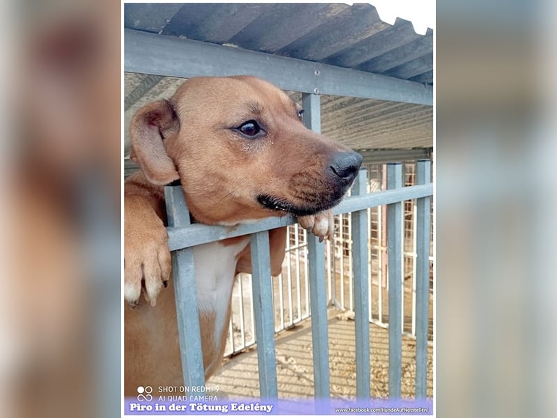 PIRO, Traumbub. Da Listenmix darf er NICHT nach Deutschland