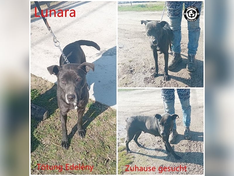 LUNARA, bildhübsche schwarze Maus. NOTFALL