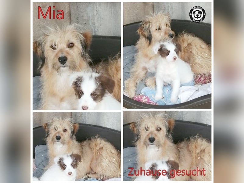 MIA, eine Traummaus