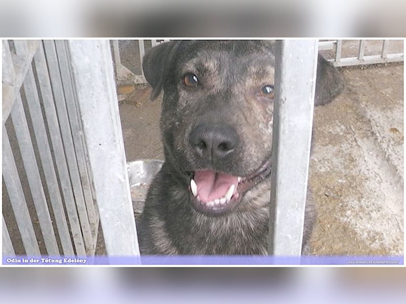 ODIN, sucht erfahrene Menschen