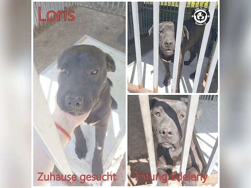 LORIS, vom Besitzer einfach entsorgt. Darf nicht nach Deutschland, da Listenmix