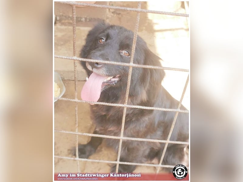 AMY, zuckersüsse Hummel