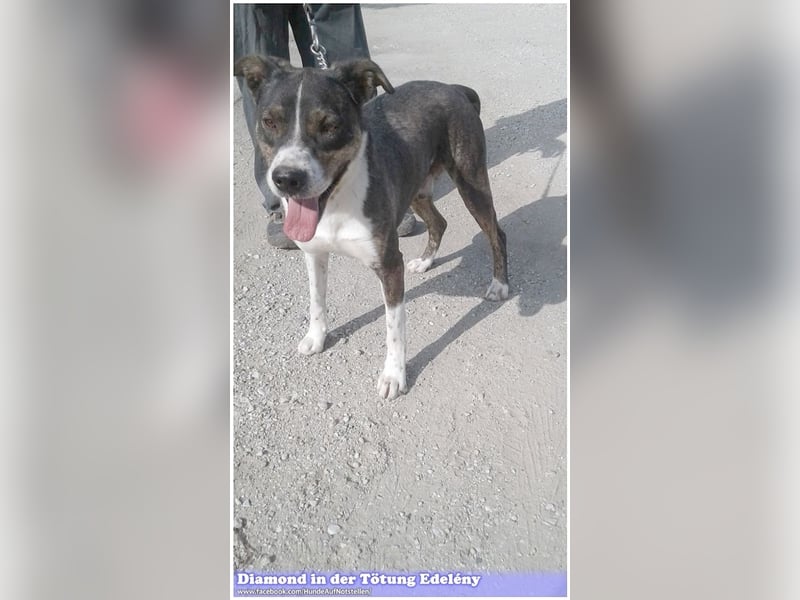 DIAMOND, sucht Menschen mit Erfahrung