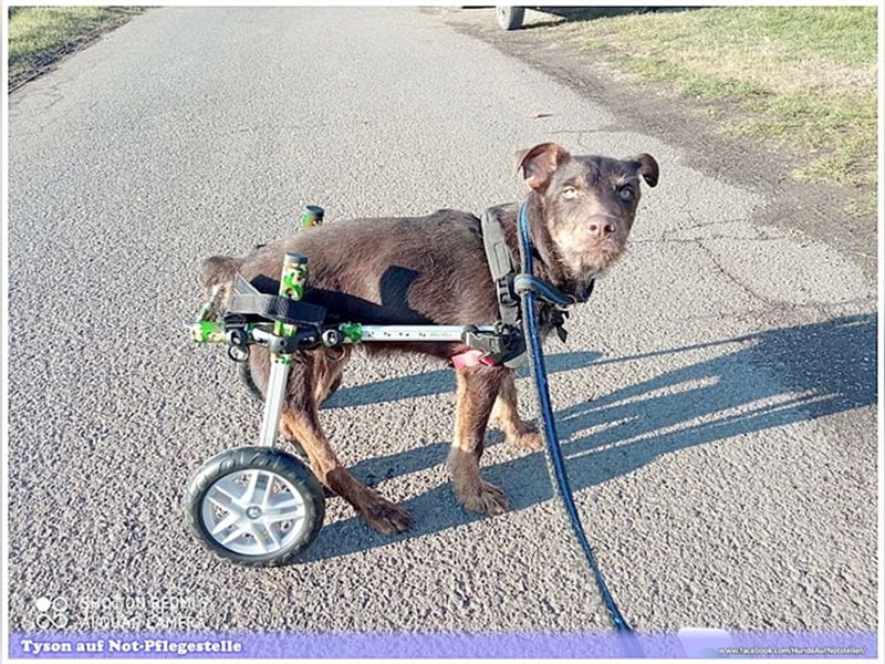 TYSON, der Kämpfer. Leider mit Handicap. Sucht Menschen mit viel Herz und Erfahrung