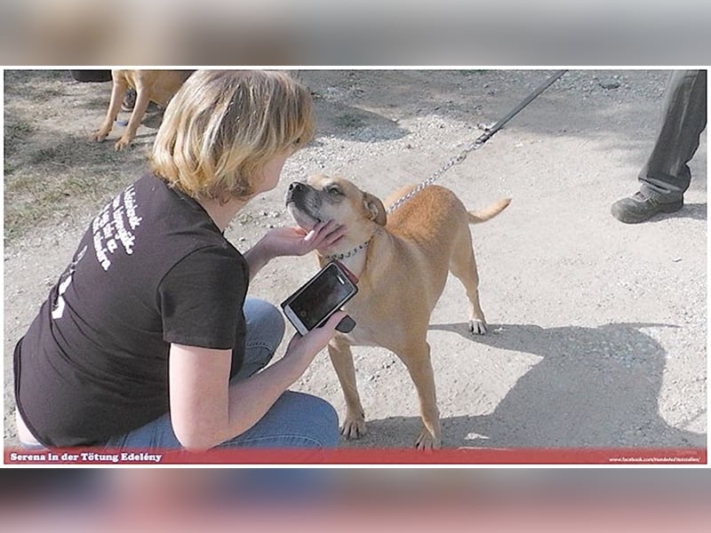 SERENA, eine Traummaus