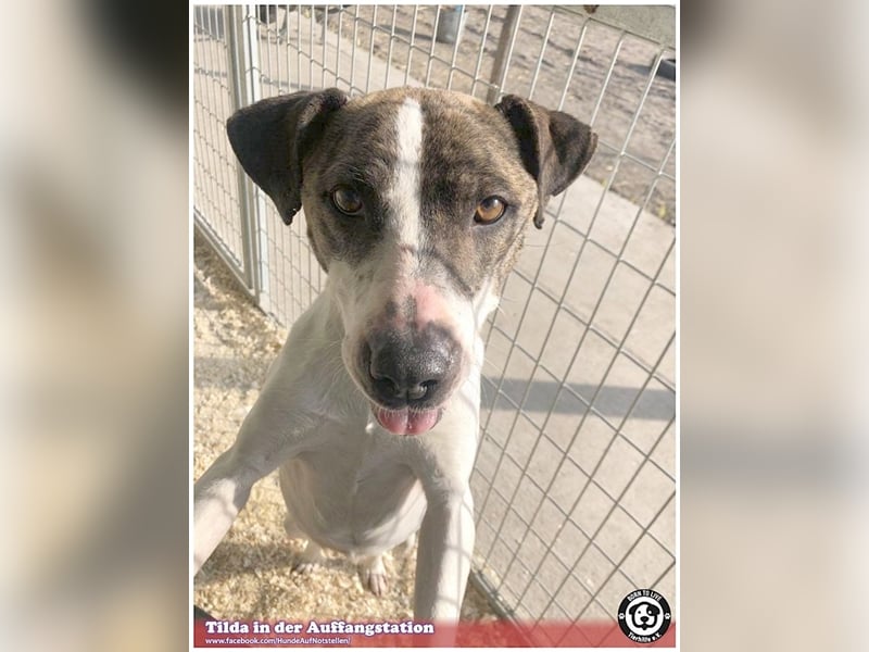 TILDA, liebevolle Maus, ging duch die Hölle. Darf nicht nach Deutschland, da Listen-Mix