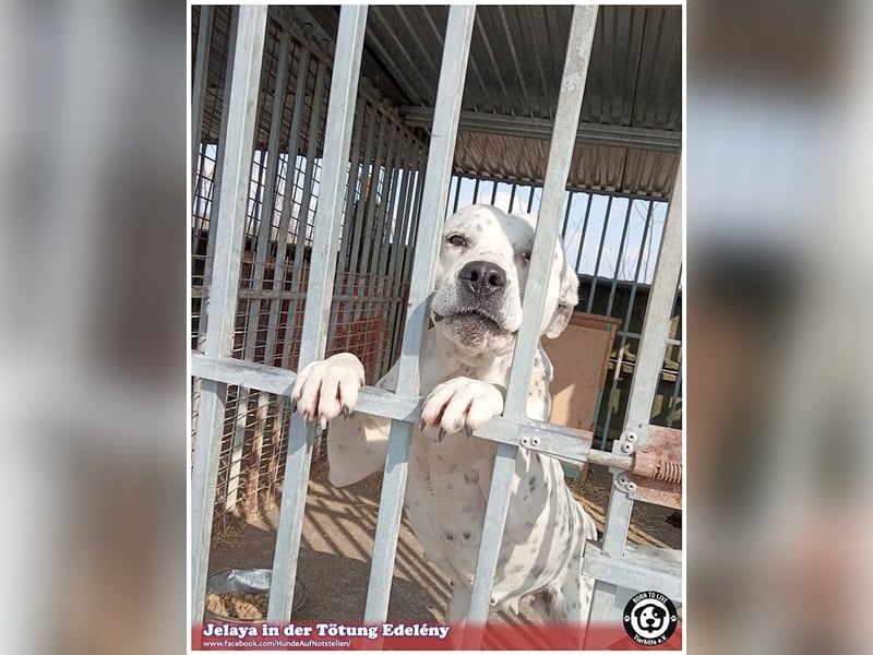 JELAYA, megaliebe Maus. Darf NICHT nach Deutschland, da Listen-Mix