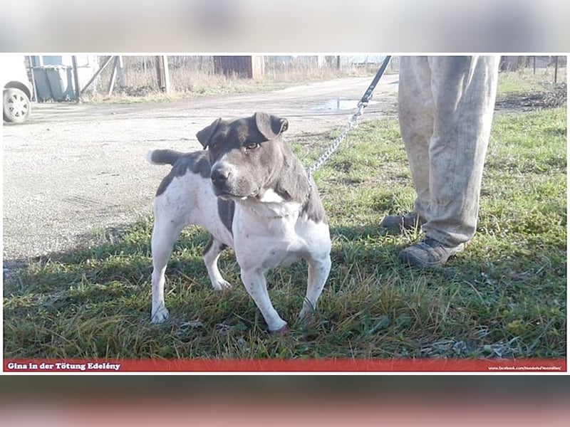 GINA, Listenmix. Darf leider nicht nach Deutschland